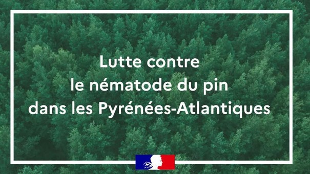 Lutte contre le nématode du pin 