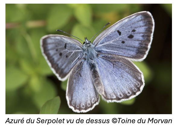 Azure du SerpoletToinedumorvan