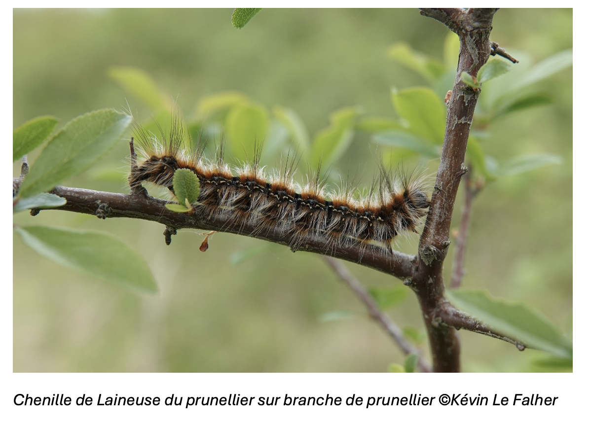 chenille laineuse