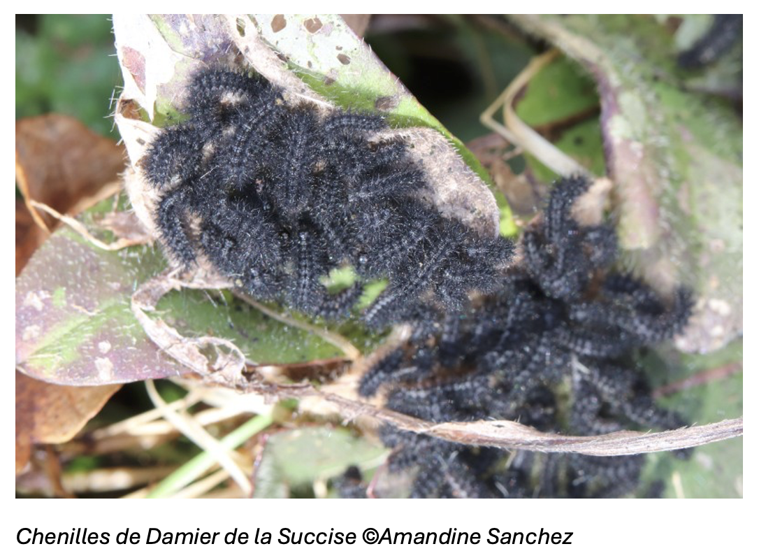 chenilles