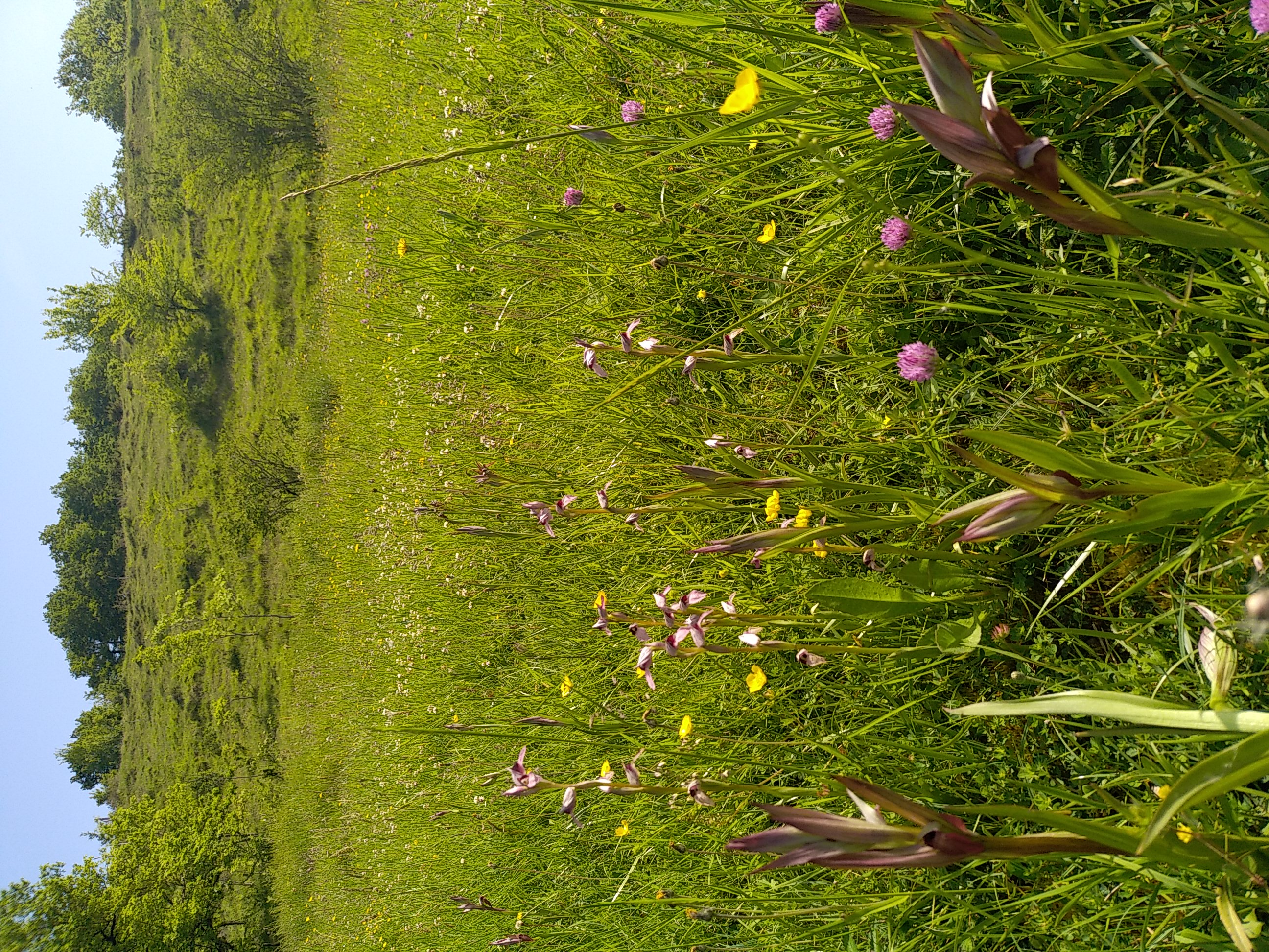 Diversité floristique des coteaux ©CENNA