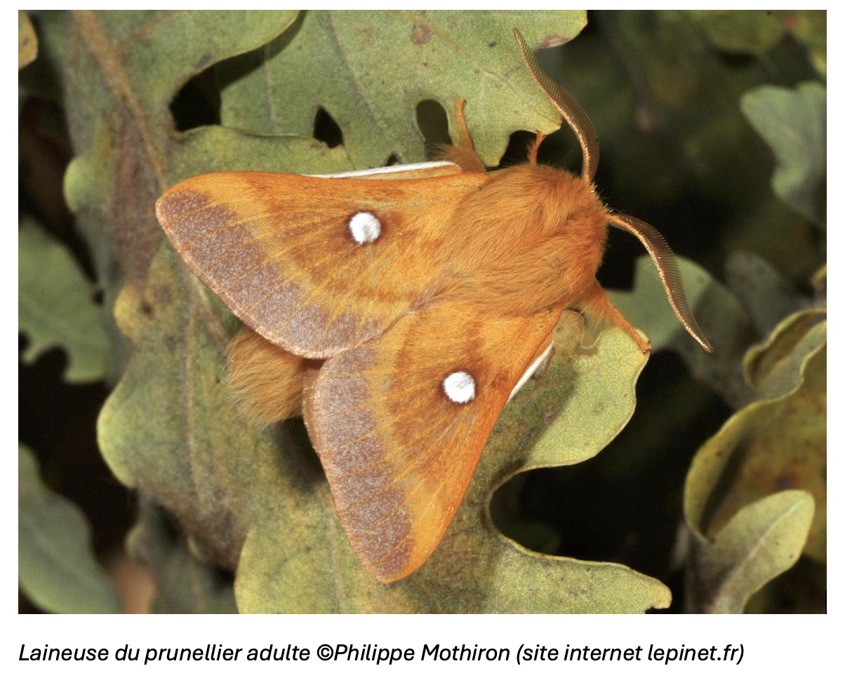 laineuse