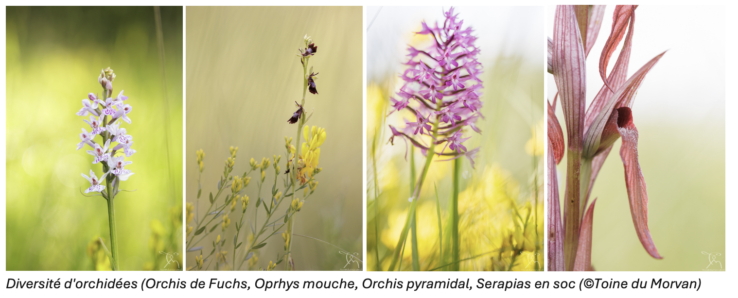 orchidees