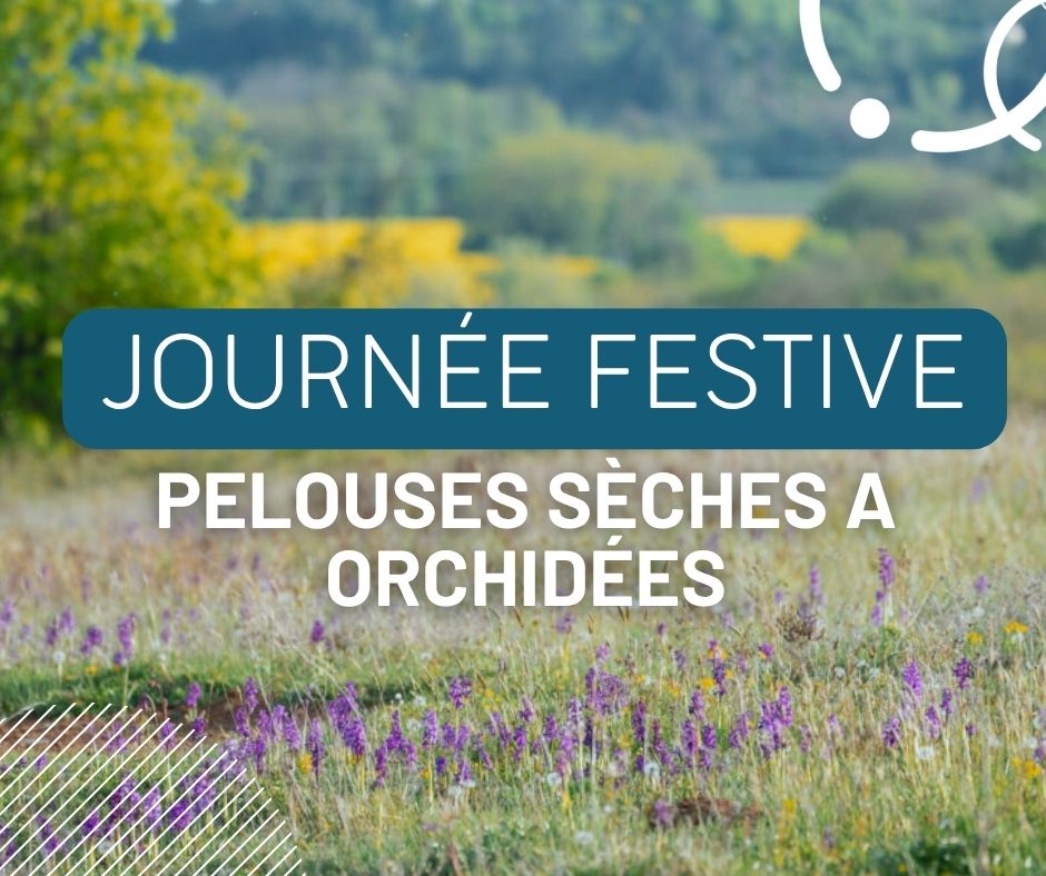 Journée festive autour des pelouses sèches à orchidées